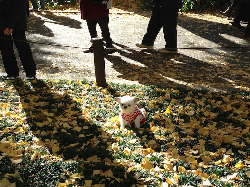 Perro simpático