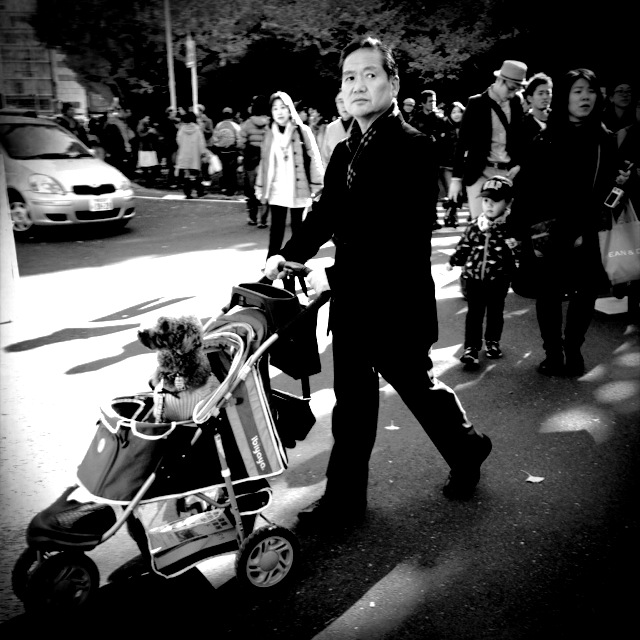 Perro en carrito