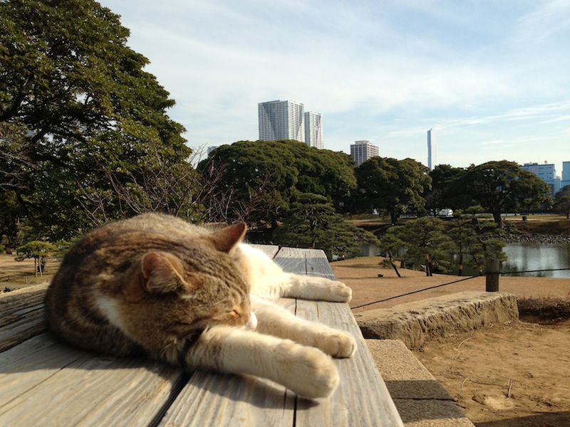 Gato tomando el sol en los jardines de Hamarikyu
