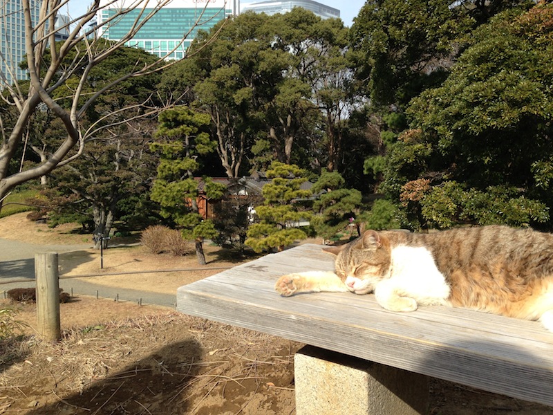 Gato tomando el sol en los jardines de Hamarikyu