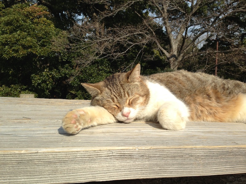 Gato tomando el sol en los jardines de Hamarikyu