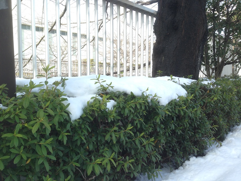 Día después de la nieve en Tokio